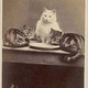 Illustration for article titled Even in the 1870s, humans were obsessed with ridiculous photos of cats